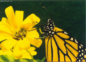 monarch