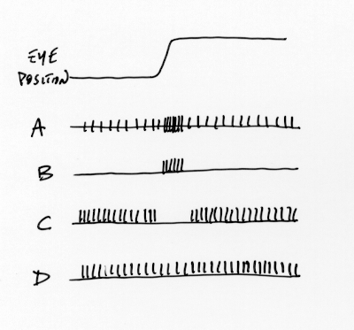 eye movement neuronal firing